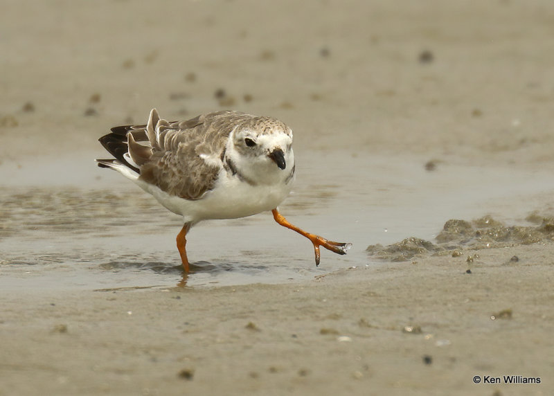 Piping Plover, South Padre Island, TX, 03_17_2022a_002097.jpg