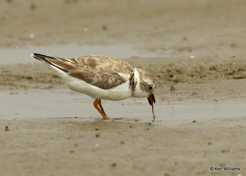 Piping Plover, South Padre Island, TX, 03_17_2022a_002100.jpg