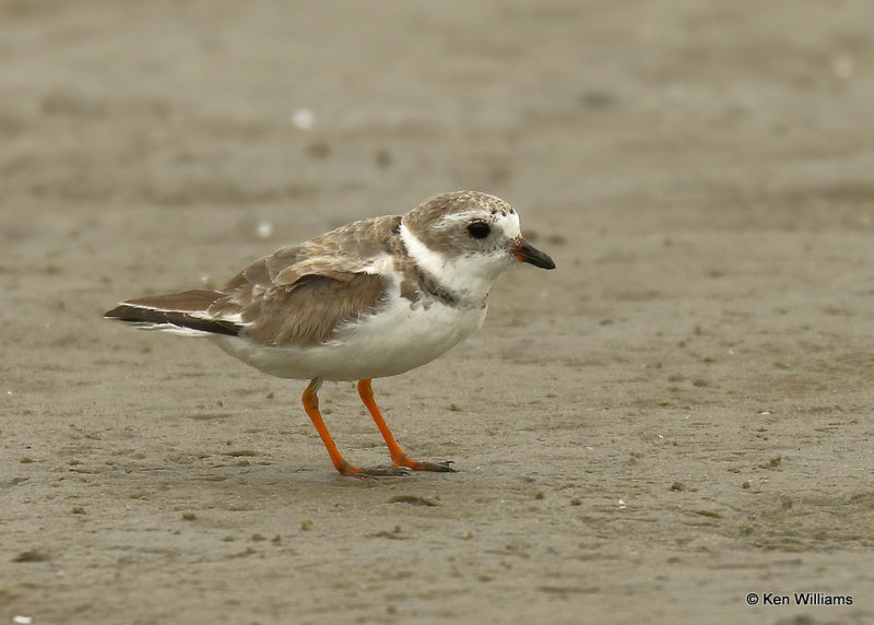 Piping Plover, South Padre Island, TX, 03_17_2022a_002107.jpg