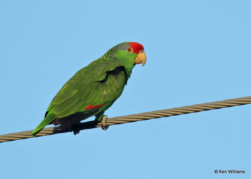 Red-crowned Parrot, Brownsville, TX, 03_16_2022a_001386.jpg