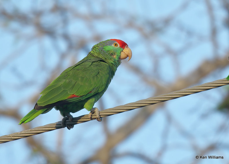 Red-crowned Parrot, Brownsville, TX, 03_16_2022a_001391.jpg
