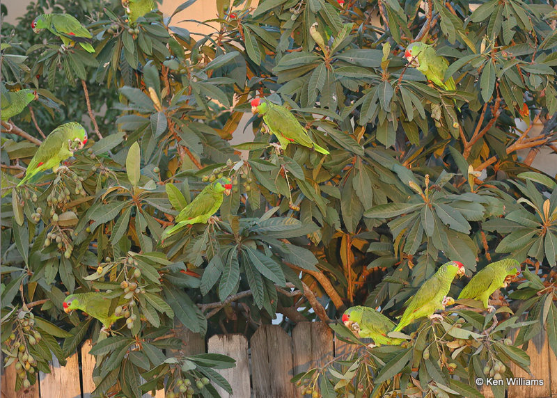 Red-crowned Parrot, Brownsville, TX, 03_16_2022a_001395.jpg