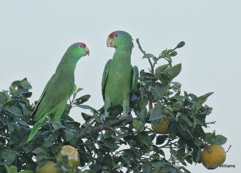 Red-crowned Parrot, Brownsville, TX, 03_16_2022a_001399.jpg