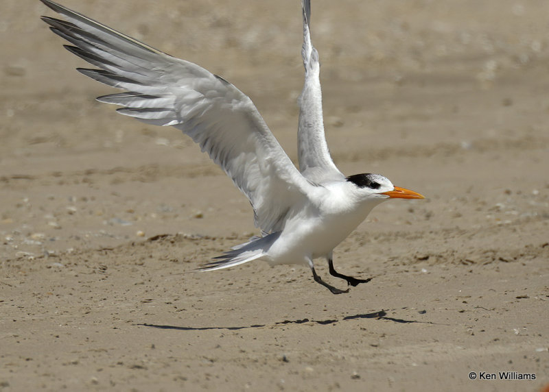 Royal Tern nonbreeding plumage, Boca Chica, TX, 03_16_2022a_001113.jpg