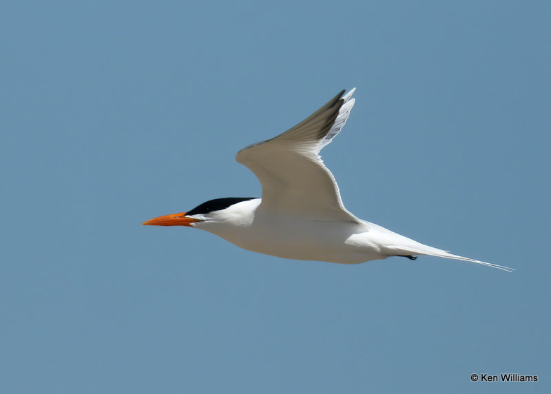 Royal Tern, Boca Chica, TX, 3_16_2022a_000752.jpg