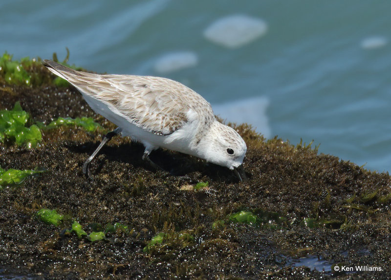 Sanderling nonbreeding plumage, Boca Chica jettie, TX, 03_16_2022a_000781.jpg