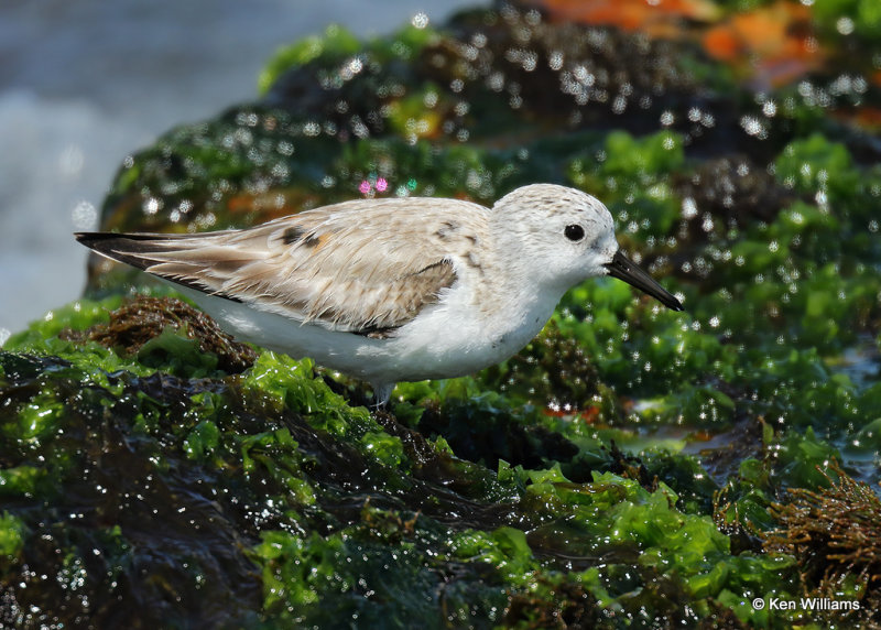 Sanderling nonbreeding plumage, Boca Chica jettie, TX, 03_16_2022a_000783.jpg