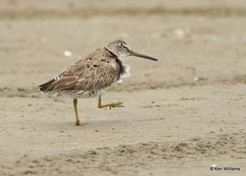 Short-billed Dowitcher nonbreeding plumage, , South Padre Island, TX, 03_17_2022a_002147.jpg