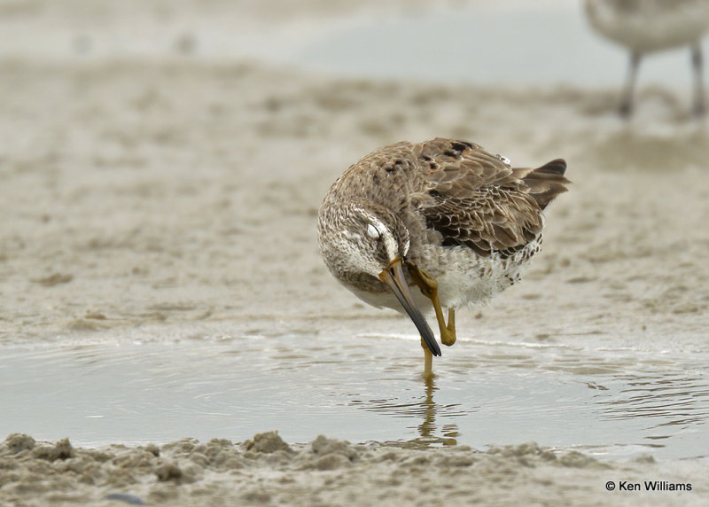 Short-billed Dowitcher, nonbreeding plumage, South Padre Island, TX, 03_17_2022a_002231.jpg