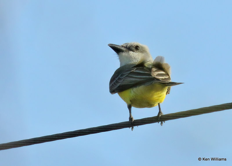 Tropical Kingbird, Edinburg Scenic Wetlands, TX, 03_17_2022a_002401.jpg