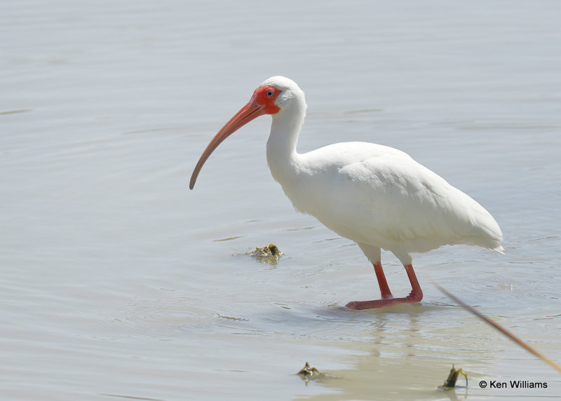 White Ibis, Estero Llano Grande SP, TX, 03_15_2022a_000359.jpg