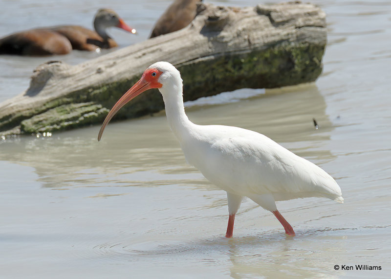 White Ibis, Estero Llano Grande SP, TX, 03_15_2022a_000366.jpg