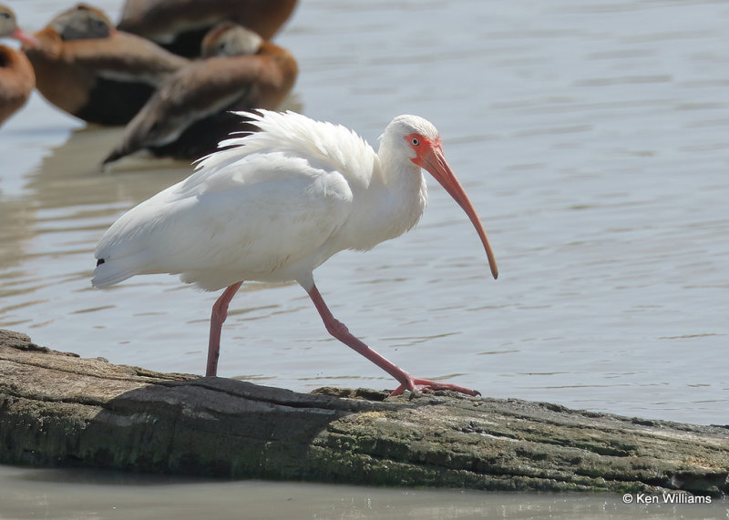 White Ibis, Estero Llano Grande SP, TX, 03_15_2022a_000378.jpg