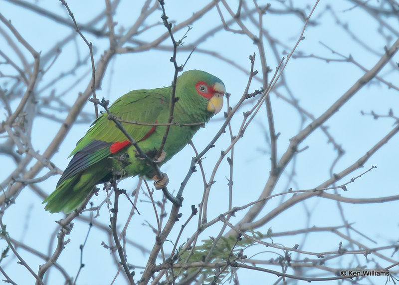 White-fronted Parrot, Brownsville, TX, 03_16_2022a_001420.jpg