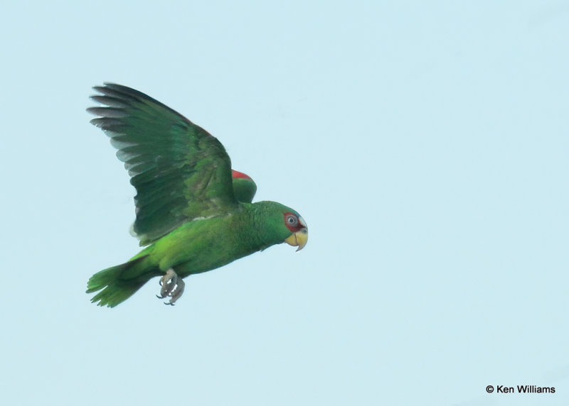 White-fronted Parrot, Brownsville, TX, 03_16_2022a_001423.jpg