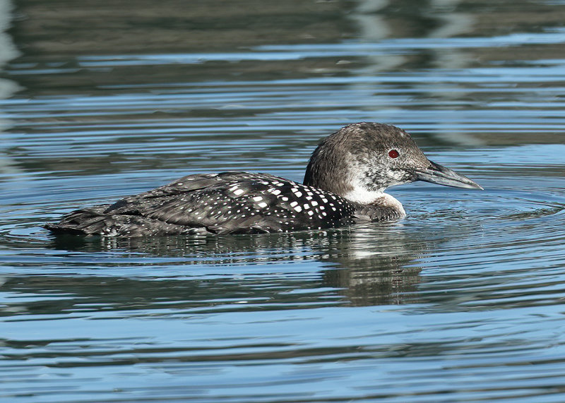 Common Loon molting into breeding plumage, Tenkiller Lake, Sequoyah Co, OK, 03_25_2022_Ra_016867.jpg