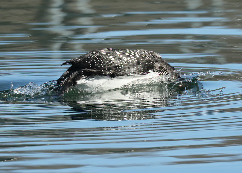 Common Loon molting into breeding plumage, Tenkiller Lake, Sequoyah Co, OK, 03_25_2022_Ra_016871.jpg