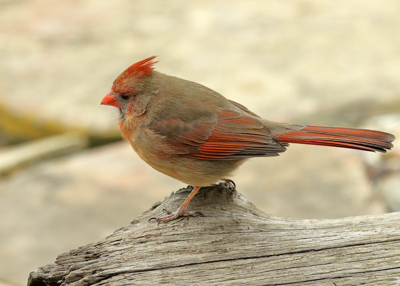 Northern Cardinal female, Rogers Co, OK, 02_22_2022_Ra_016365.jpg