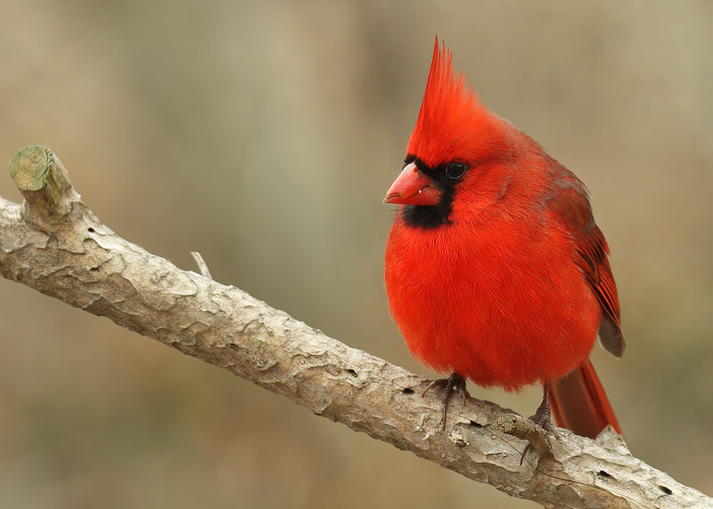 Northern Cardinal male, Rogers Co, OK,  02_22_2022_Ra_016353.jpg