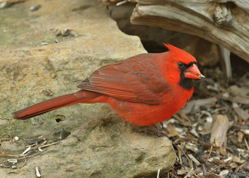 Northern Cardinal male, Rogers Co, OK,  02_22_2022_Ra_016355.jpg