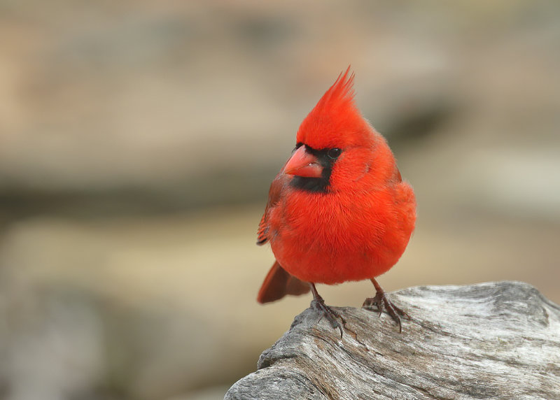 Northern Cardinal male, Rogers Co, OK,  02_22_2022_Ra_016386.jpg