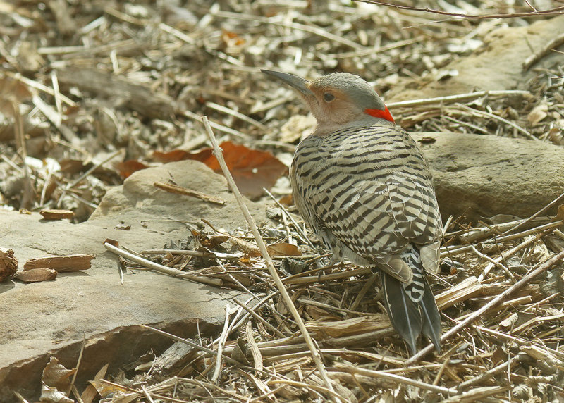 Northern Flicker, Yellow-shafted female, Rogers Co yard, OK, 03_31_2022_Ra_017398.jpg