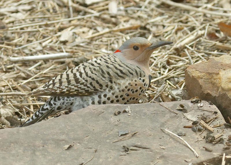 Northern Flicker, Yellow-shafted female, Rogers Co yard, OK, 03_31_2022_Ra_017414.jpg