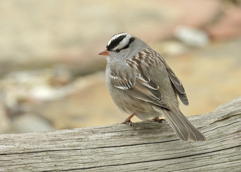 White-crowned Sparrow, Rogers Co, OK, 02_22_2022_Ra_016311.jpg