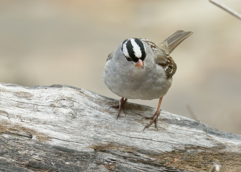 White-crowned Sparrow, Rogers Co, OK, 02_22_2022_Ra_016382.jpg