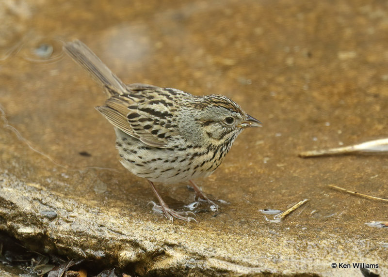 Lincoln's Sparrow, Rogers Co, yard, OK, 04_04_2022_Ra_017780.jpg