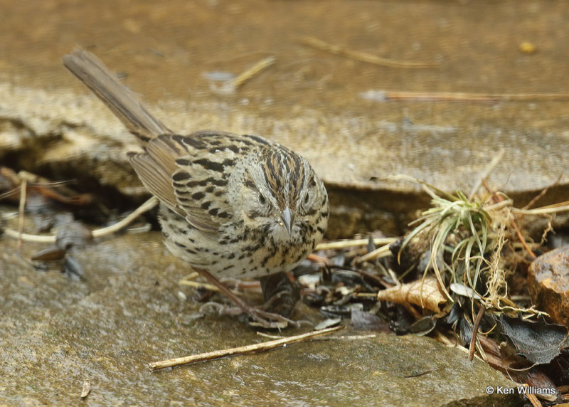 Lincoln's Sparrow, Rogers Co, yard, OK, 04_04_2022_Ra_017782.jpg