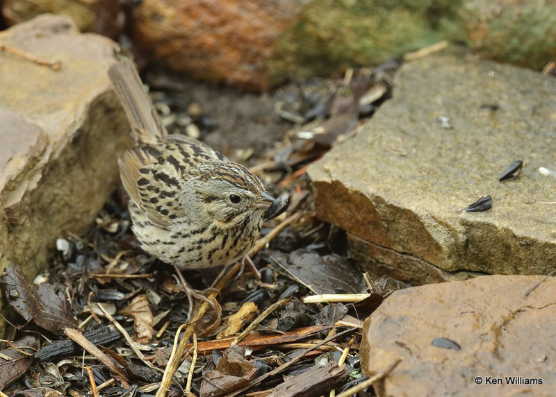 Lincoln's Sparrow, Rogers Co, yard, OK, 04_04_2022_Ra_017786.jpg
