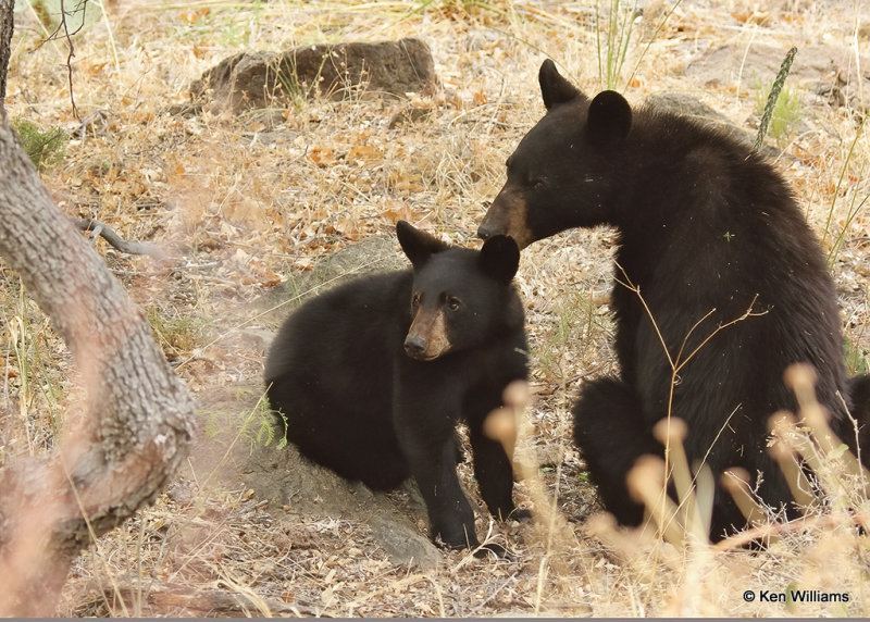 Black Bear, Big Bend NP, TX, 04_19_2022a_003940.jpg