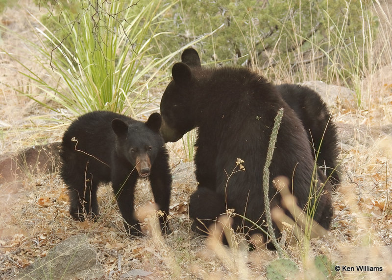 Black Bear, Big Bend NP, TX, 04_19_2022a_003959.jpg