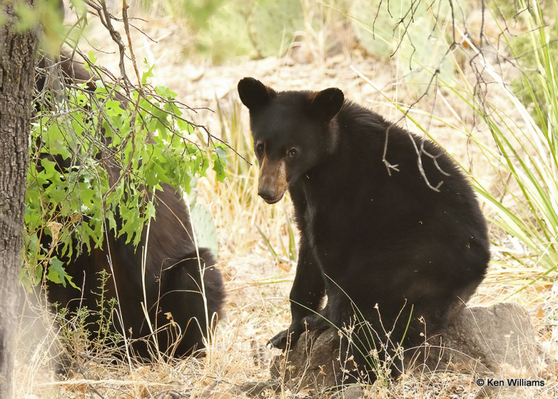 Black Bear, Big Bend NP, TX, 04_19_2022a_003966.jpg