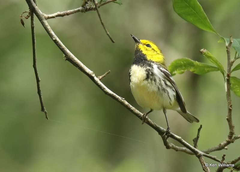 Black-throated Green Warbler male, Sabine Woods, TX, 04_26_2022a_006355.jpg