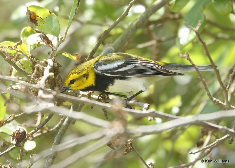 Black-throated Green Warbler male, Sabine Woods, TX, 04_26_2022a_006506.jpg