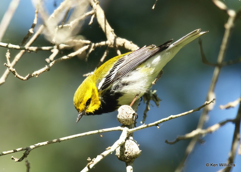 Black-throated Green Warbler male, Sabine Woods, TX, 04_27_2022_Ra_018983.jpg