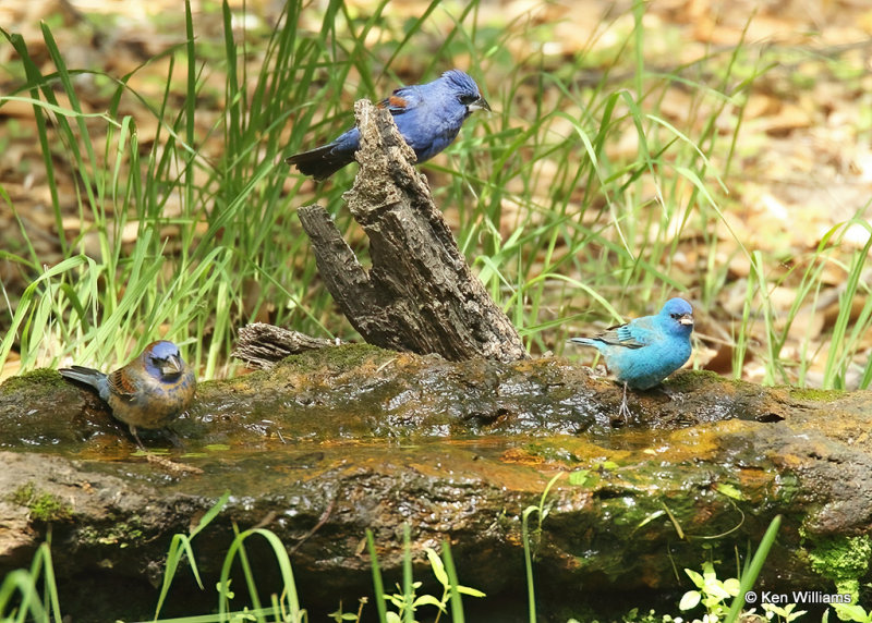 Blue Grosbeak & Indigo Bunting males, Sabine Woods, TX, 04_26_2022a_006716.jpg