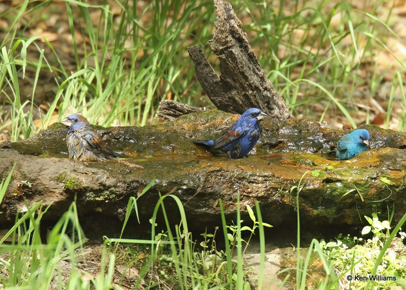 Blue Grosbeak & Indigo Bunting males, Sabine Woods, TX, 04_26_2022a_006721.jpg