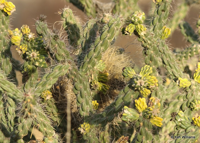 Cactus Wren nest, Big Bend NP, TX, 04_17_2022a_003737.jpg