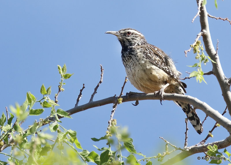 Cactus Wren, Big Bend NP, TX, 04_17_2022a_003730.jpg