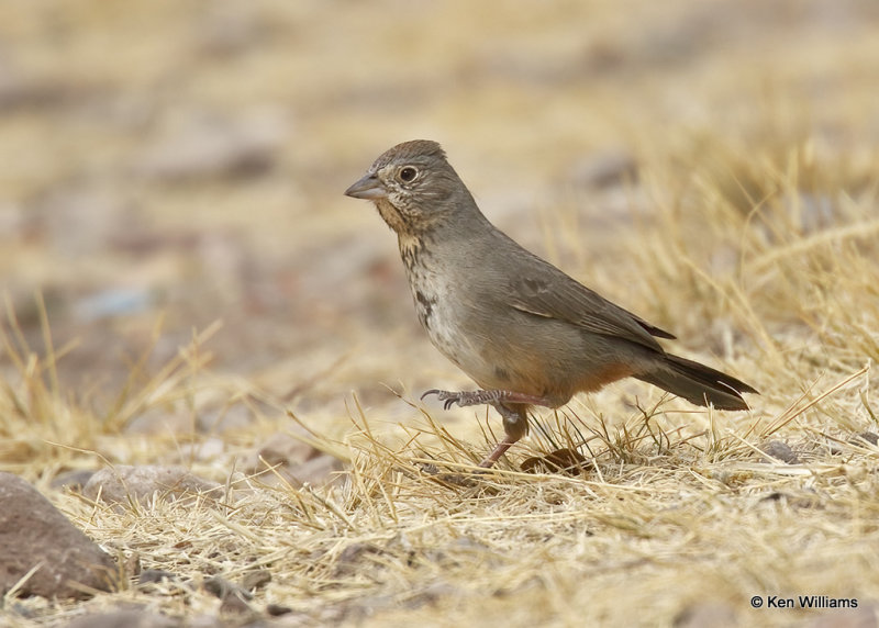 Canyon Towhee, Big Bend NP, TX, 04_19_2022a_003902.jpg