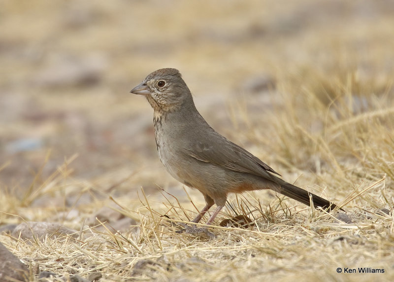 Canyon Towhee, Big Bend NP, TX, 04_19_2022a_003904.jpg