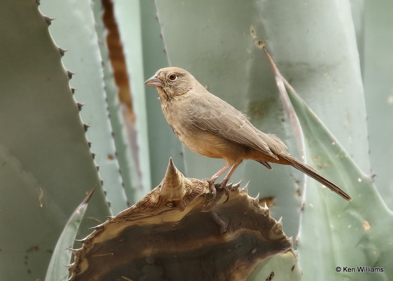 Canyon Towhee, Davis Mts. SP, TX, 04_16_2022a_002624.jpg