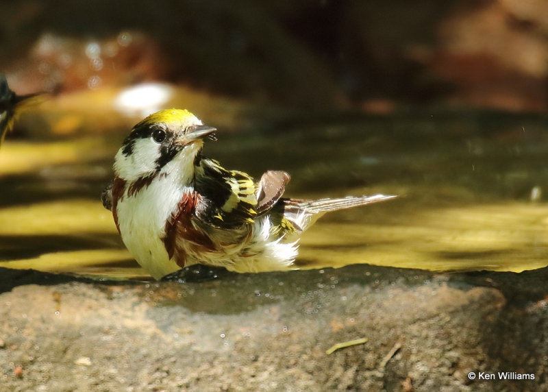 Chestnut-sided Warbler male, Sabine Woods, TX, 04_27_2022_Ra_019221.jpg