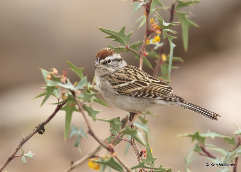 Chipping Sparrow, Davis Mts. SP, TX, 04_16_2022a_002446.jpg