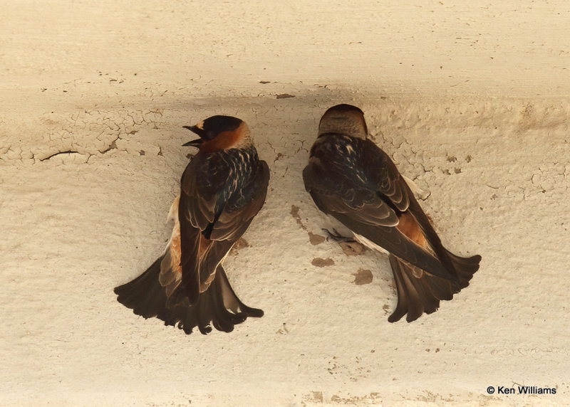 Cliff Swallows, Balohena, TX, 04_16_2022a_002412.jpg