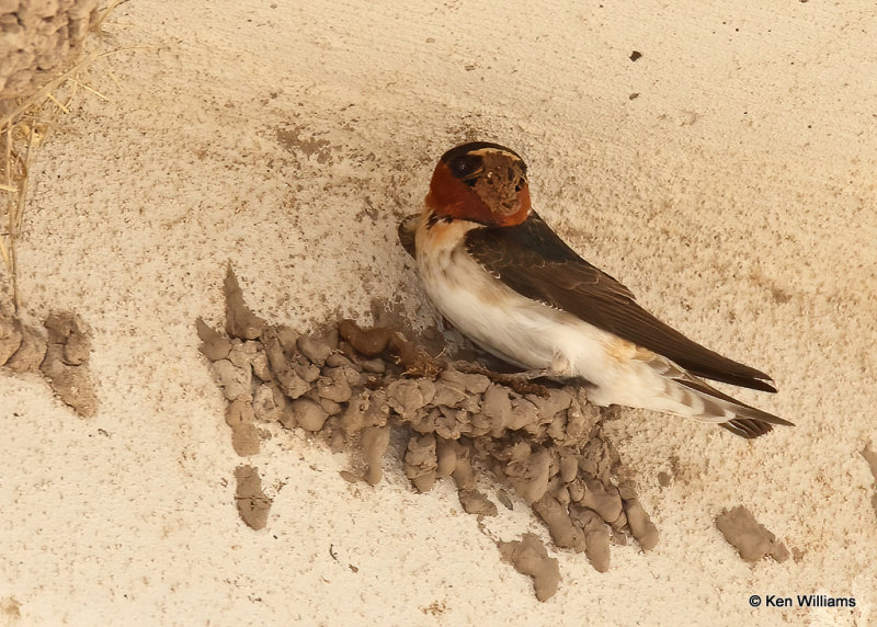 Cliff Swallows, Balohena, TX, 04_16_2022a_002420.jpg