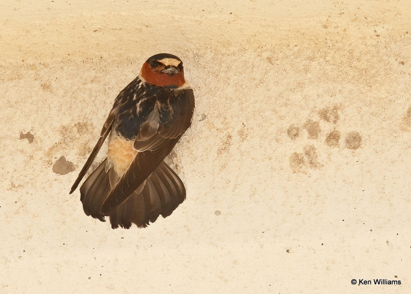 Cliff Swallows, Balohena, TX, 04_16_2022a_002421.jpg